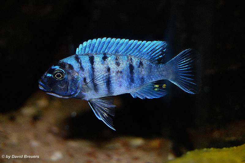 Metriaclima zebra 'masinje'